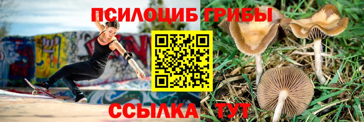 Галлюциногенные грибы Psilocybine cubensis Отрадный